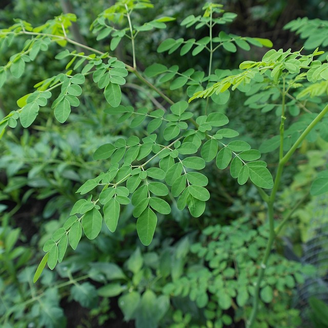What are the benefits of Moringa